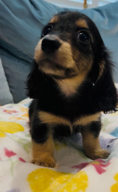 Dachshund puppies for sale in Maidstone, Kent – KC registered, 8 weeks old - Image 5 of 15