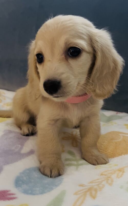 Dachshund puppies for sale in Maidstone, Kent – KC registered, 8 weeks old - Image 6 of 15