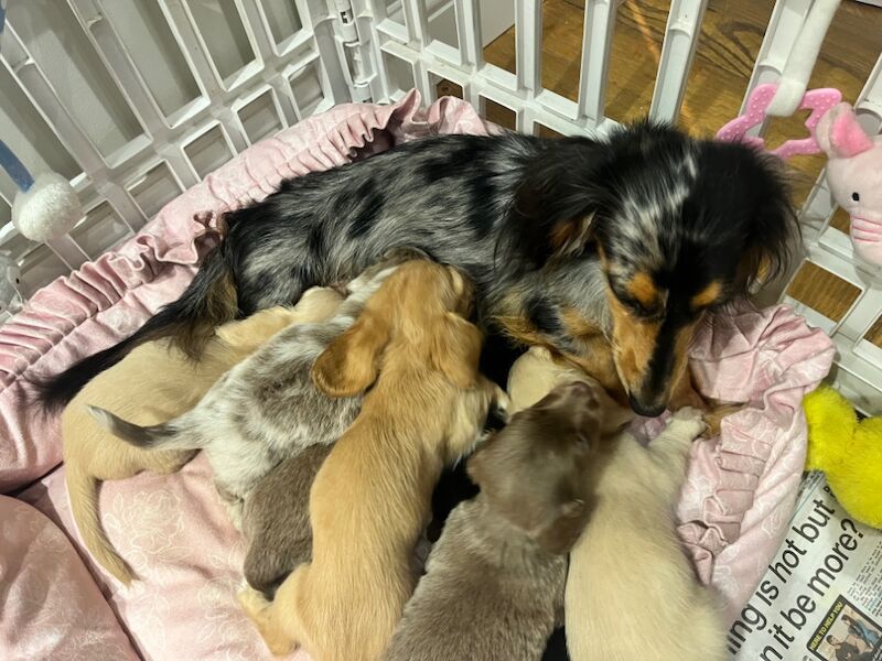 Dachshund puppies for sale in Maidstone, Kent – KC registered, 8 weeks old - Image 7 of 15