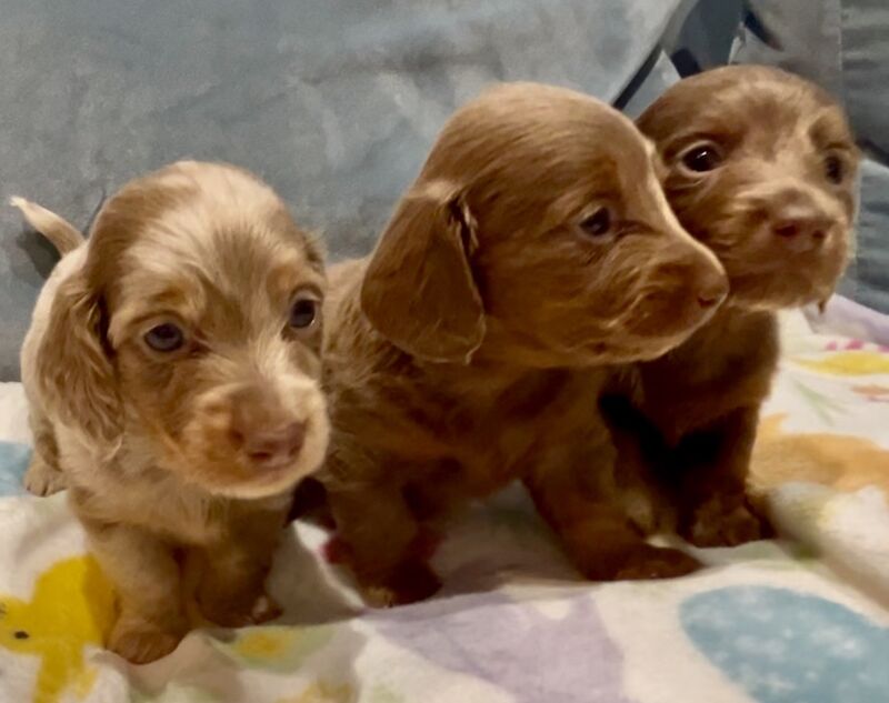 Dachshund puppies for sale in Maidstone, Kent – KC registered, 8 weeks old - Image 8 of 15