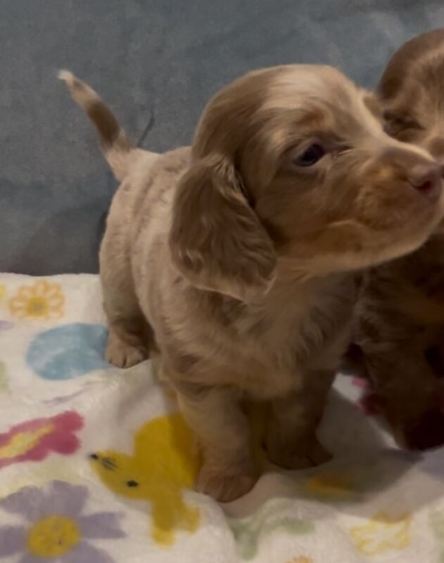 Dachshund puppies for sale in Maidstone, Kent – KC registered, 8 weeks old - Image 9 of 15