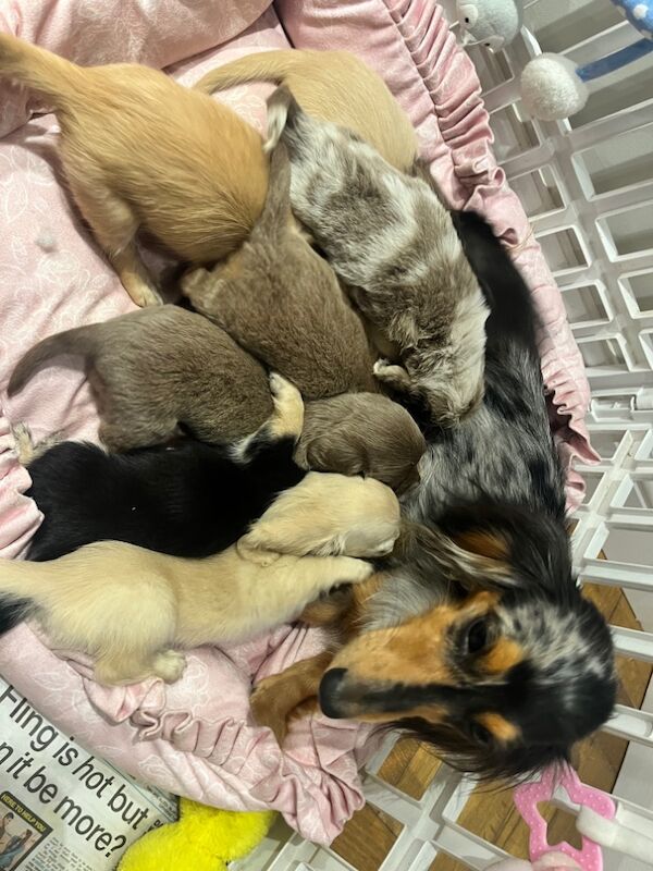 Dachshund puppies for sale in Maidstone, Kent – KC registered, 8 weeks old - Image 10 of 15