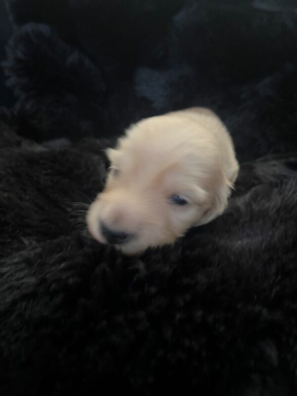 KC Reg English Cream Long Haired Miniature Dachshunds for sale in Wigston, Leicestershire