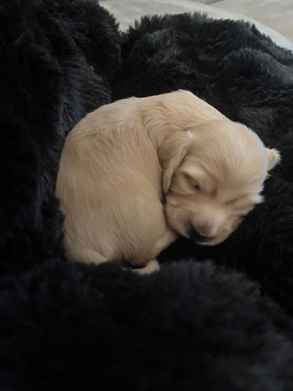 KC Reg English Cream Long Haired Miniature Dachshunds for sale in Wigston, Leicestershire | Image 2