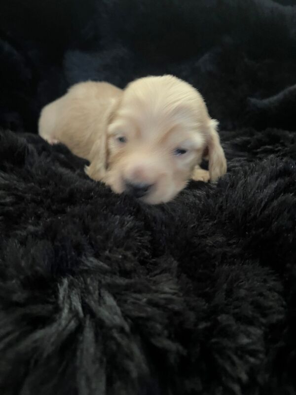 KC Reg English Cream Long Haired Miniature Dachshunds for sale in Wigston, Leicestershire | Image 4