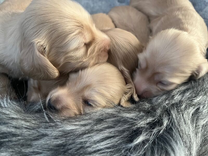 Dachshund puppies for sale in Wigston, Leicestershire – KC registered, 7 weeks old