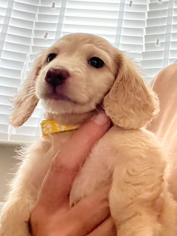 Dachshund puppies for sale in Wigston, Leicestershire – KC registered, 7 weeks old