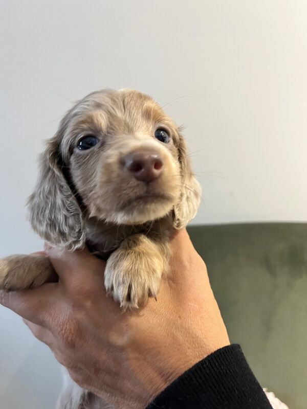 Dachshund puppies for sale in Maidstone, Kent – KC registered, 8 weeks old - Image 12 of 15