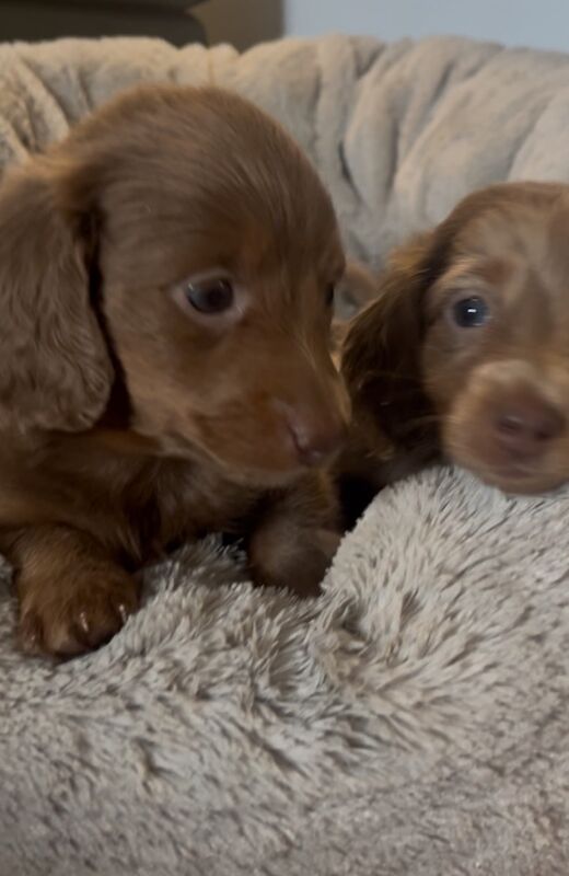 Dachshund puppies for sale in Maidstone, Kent – KC registered, 8 weeks old - Image 13 of 15