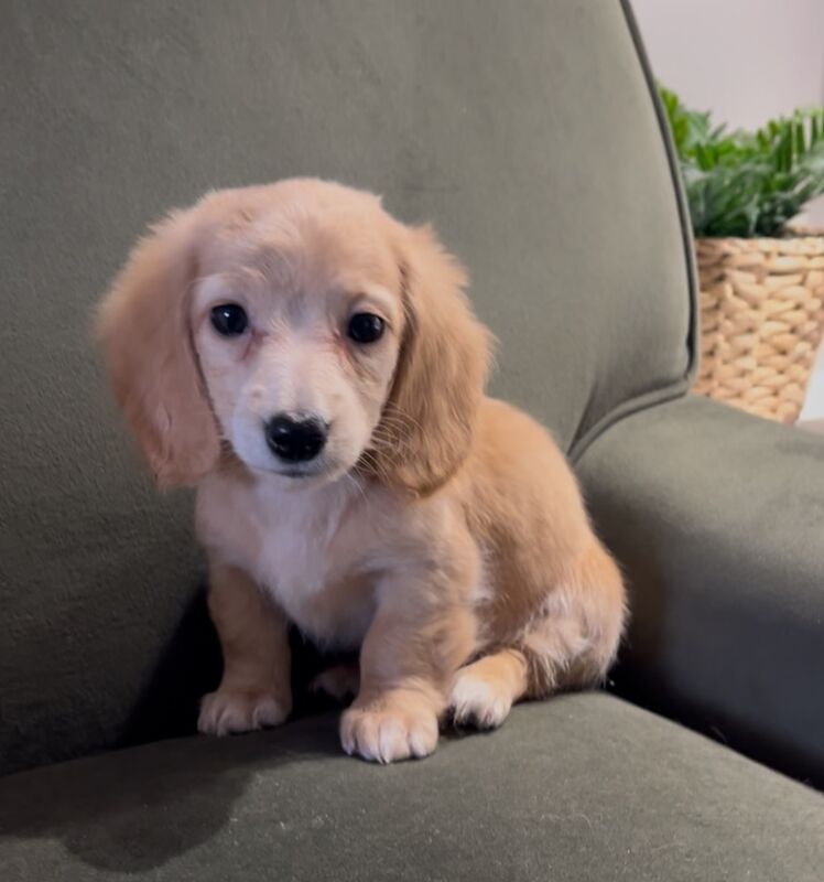 Dachshund puppies for sale in Maidstone, Kent – KC registered, 8 weeks old - Image 14 of 15