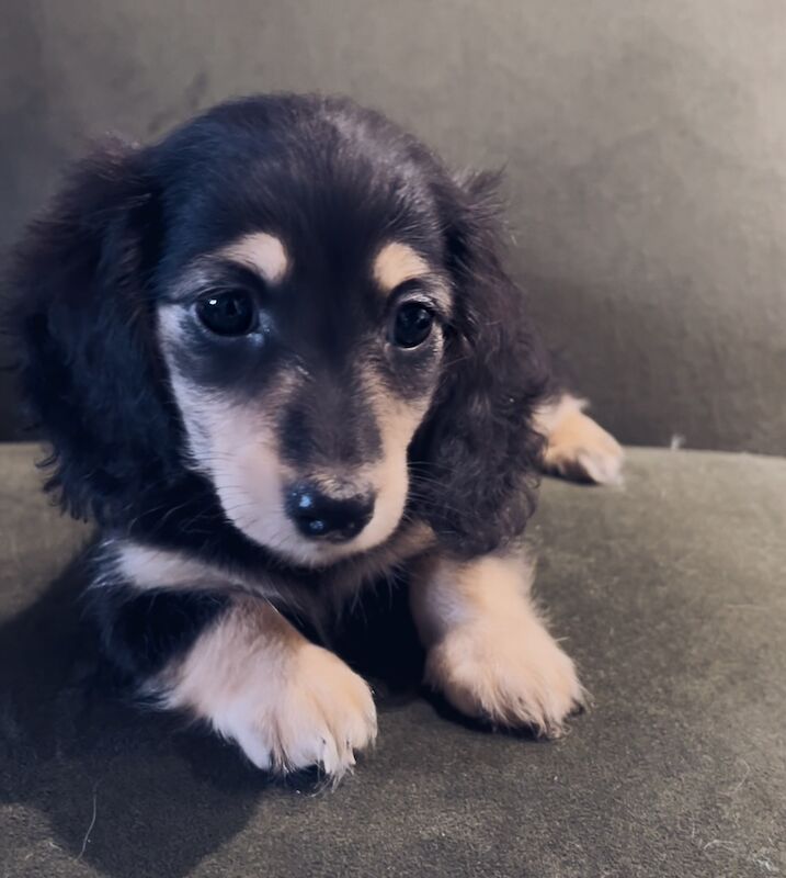 Dachshund puppies for sale in Maidstone, Kent – KC registered, 8 weeks old - Image 15 of 15