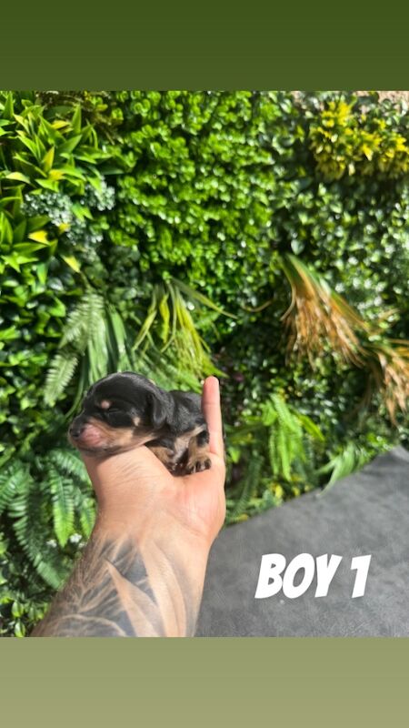 Dachshund puppies for sale in Whitehaven, Cumbria – 5 days old