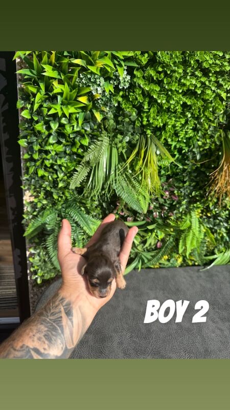 Dachshund puppies for sale in Whitehaven, Cumbria – KC registered, 5 days old - Image 4 of 8