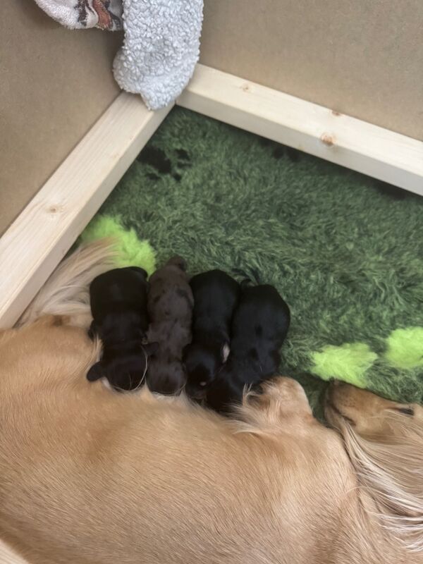 Dachshund puppies for sale in Whitehaven, Cumbria – KC registered, 5 days old - Image 5 of 8