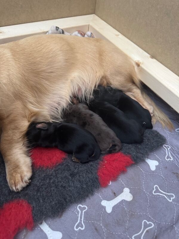 Dachshund puppies for sale in Whitehaven, Cumbria – KC registered, 5 days old - Image 6 of 8