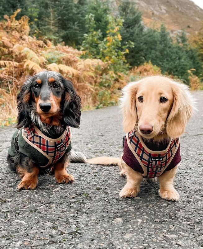 Dachshund puppies for sale in Whitehaven, Cumbria – KC registered, 5 days old - Image 8 of 8