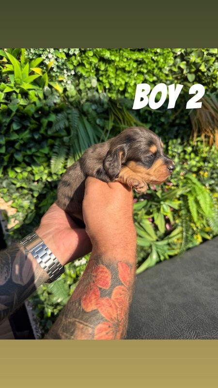 Dachshund puppies for sale in Whitehaven, Cumbria – KC registered, 2 weeks old