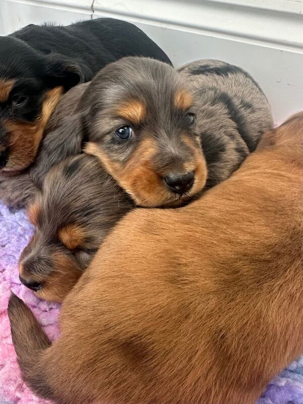 KC reg Long haired miniature dachshund for sale in County Antrim
