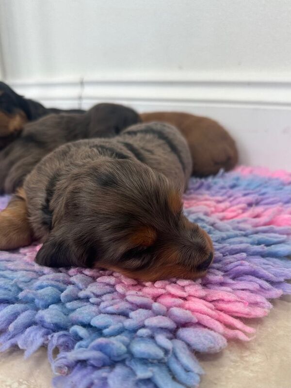 KC reg Long haired miniature dachshund for sale in County Antrim | Image 2