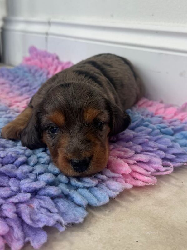 KC reg Long haired miniature dachshund for sale in County Antrim | Image 3