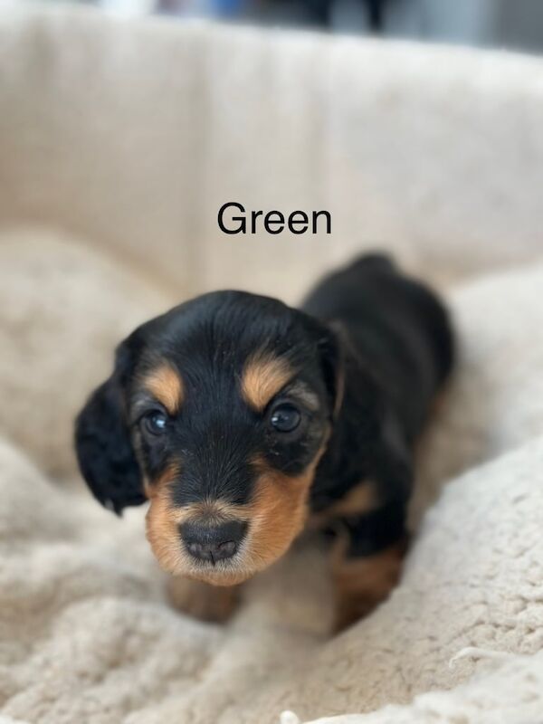 KC Reg Long Haired Miniature Dachshund Puppies for sale in West Wickham, Greater London