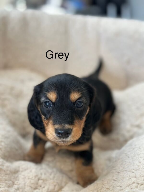 KC Reg Long Haired Miniature Dachshund Puppies for sale in West Wickham, Greater London | Image 2