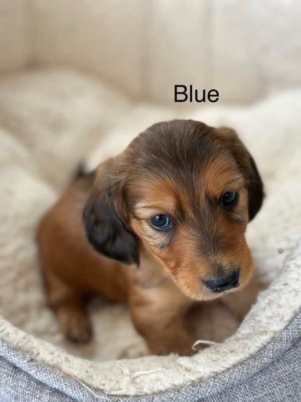 KC Reg Long Haired Miniature Dachshund Puppies for sale in West Wickham, Greater London | Image 3