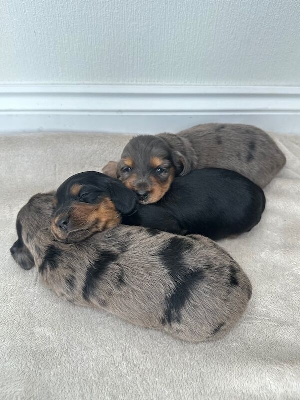 KC reg Long haired Miniature Dachshund puppies for sale in County Antrim