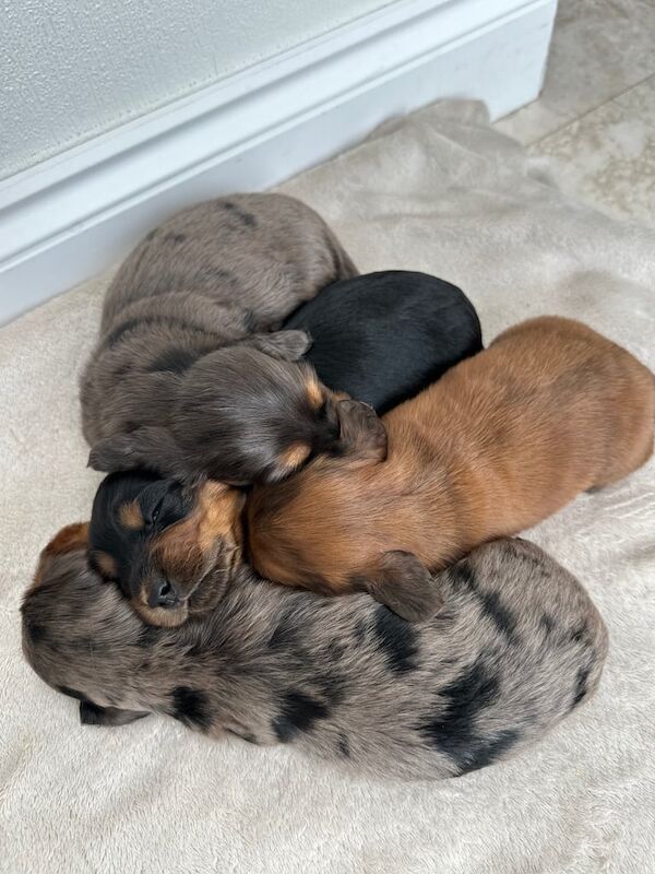 KC reg Long haired Miniature Dachshund puppies for sale in County Antrim | Image 3