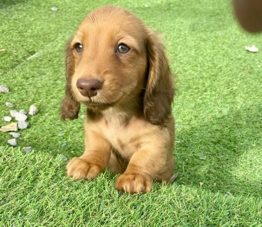 KC Reg longhair miniature dachshunds *READY NOW* for sale in Prestatyn, Denbighshire