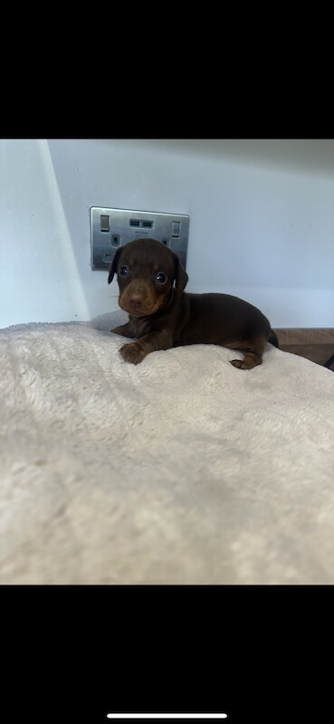 KC REG mini dachshund PRA CLEAR for sale in Havant, Hampshire | Image 2