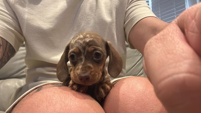 KC REG mini dachshund PRA CLEAR for sale in Havant, Hampshire | Image 3