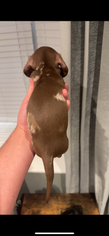 KC REG mini dachshund PRA CLEAR for sale in Havant, Hampshire | Image 4