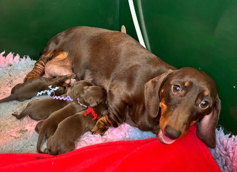 Dachshund puppies for sale in Withernsea, East Riding of Yorkshire – KC registered, 5 days old