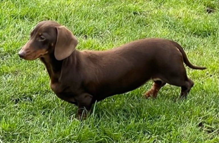 Dachshund puppies for sale in Withernsea, East Riding of Yorkshire – KC registered, 4 weeks old - Image 2 of 3