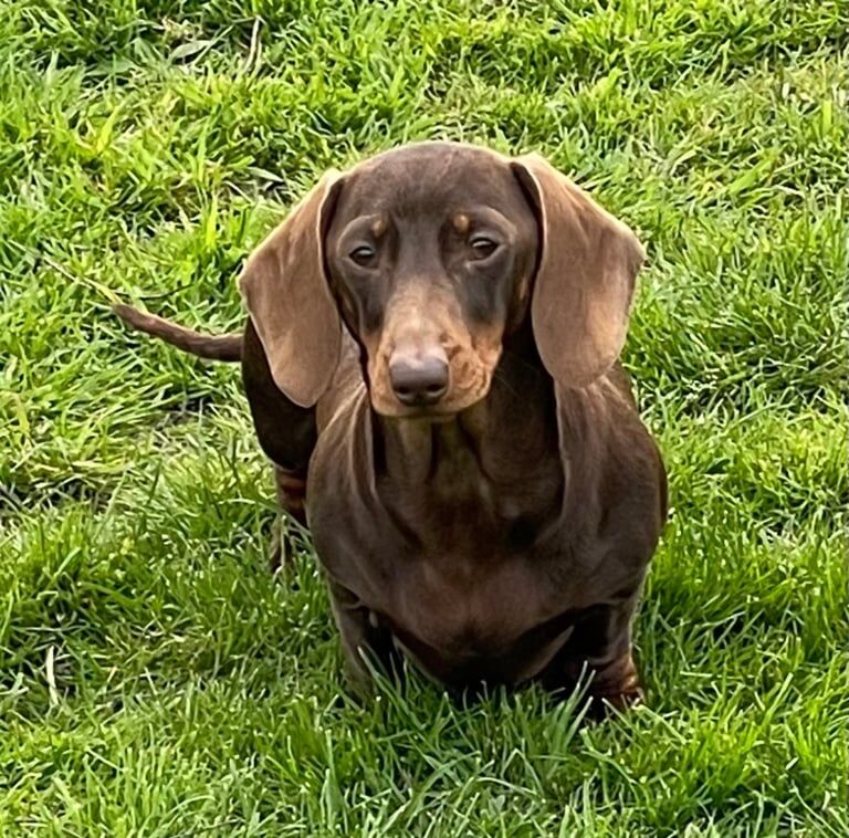 Dachshund puppies for sale in Withernsea, East Riding of Yorkshire – KC registered, 4 weeks old - Image 3 of 3