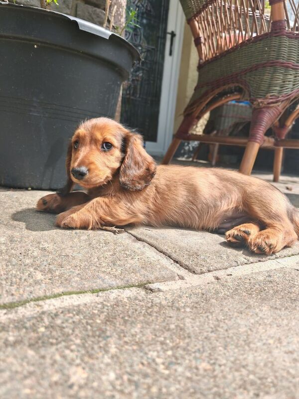 KC Reg Mini Long Haired Dachshund Pups