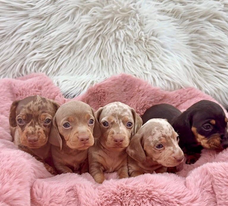 Dachshund Puppies For Sale
