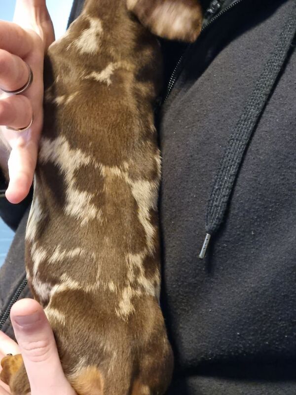 Kc reg miniature dachshund for sale in Barrow-In-Furness, Cumbria