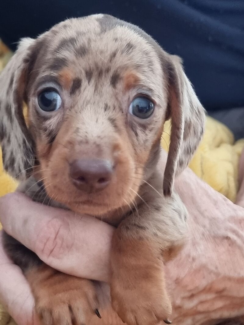 Kc reg miniature dachshund puppies for sale in Barrow-In-Furness, Cumbria | Image 2