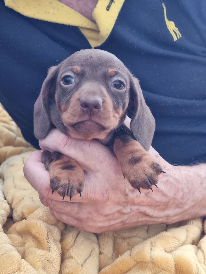 Kc reg miniature dachshund puppies for sale in Barrow-In-Furness, Cumbria | Image 3