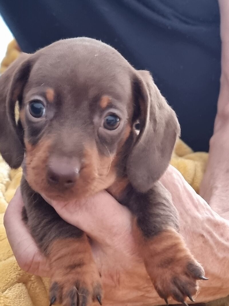 Kc reg miniature dachshund puppies for sale in Barrow-In-Furness, Cumbria | Image 4