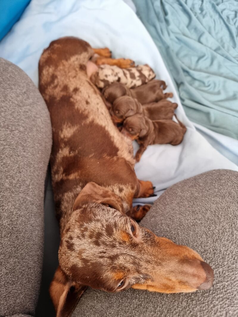 Dachshund puppies for sale in Barrow-In-Furness, Cumbria – KC registered, 1 year old - Image 5 of 5