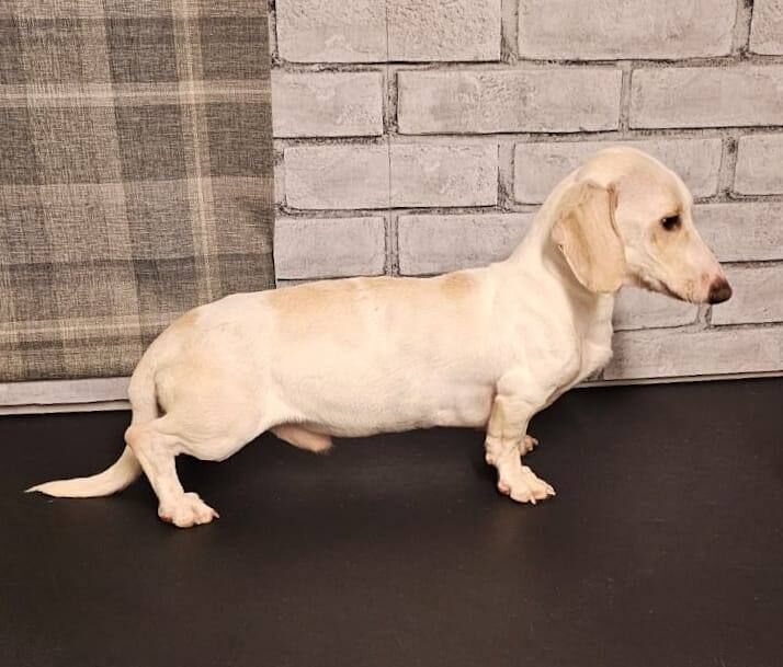 Dachshund puppies for sale in Bellshill, Lanarkshire – KC registered, 3 months old