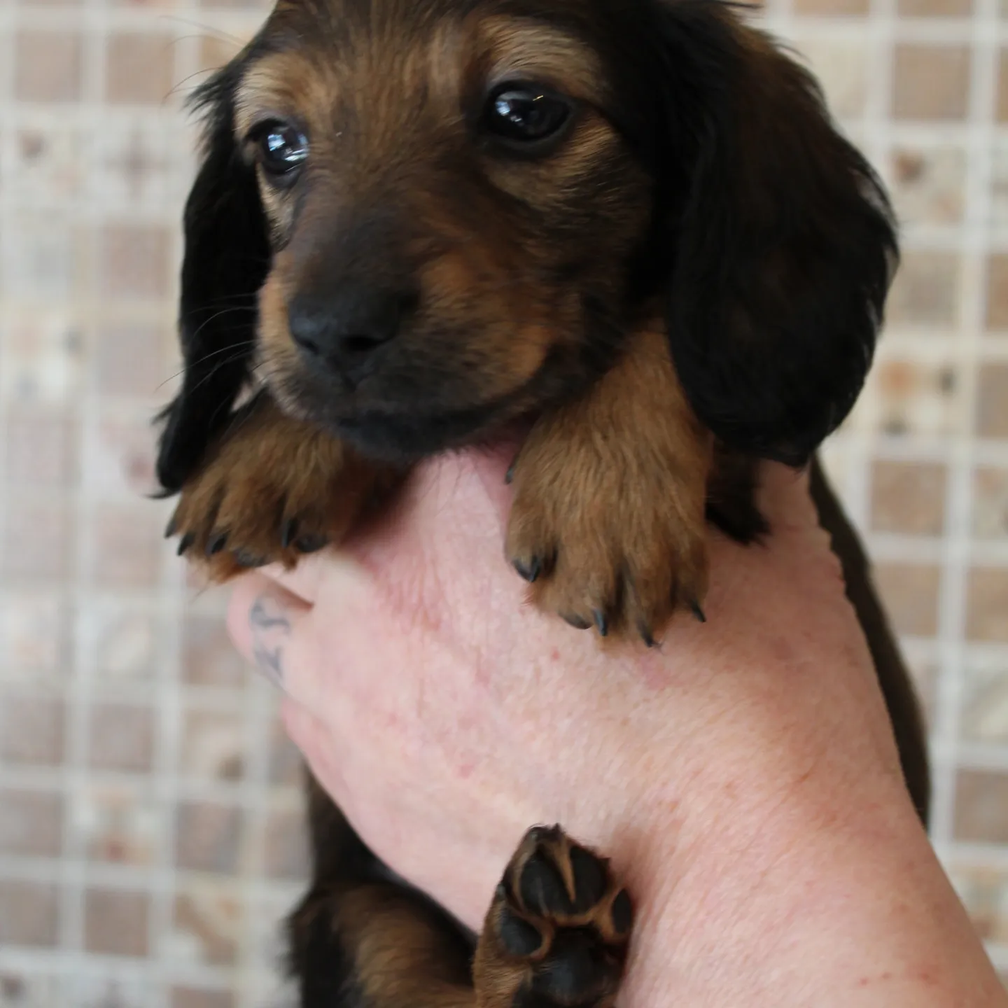 Kc reg Miniature Longhaired Dachshund puppies for sale in Wisbech, Cambridgeshire