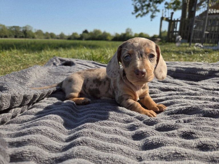 Kc reg Miniture Dachshund for sale in King's Lynn, Norfolk