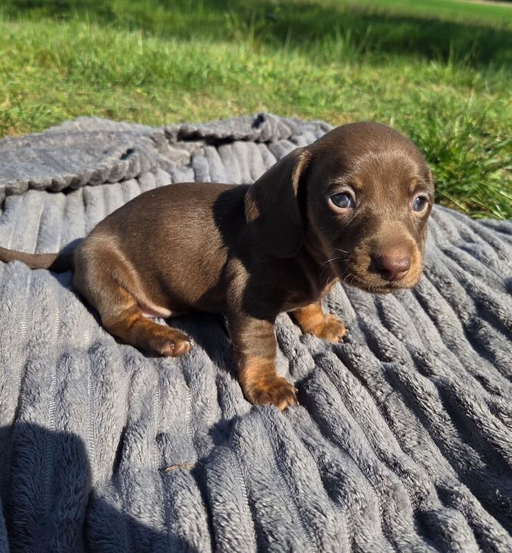 Kc reg Miniture Dachshund for sale in King's Lynn, Norfolk | Image 2