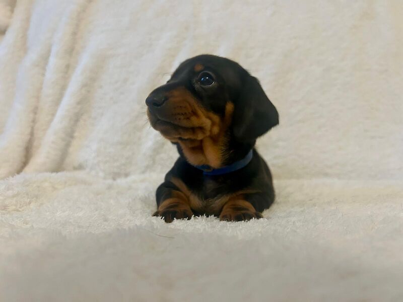 Dachshund puppies for sale in Preston, Lancashire – KC registered, 10 months old - Image 2 of 7