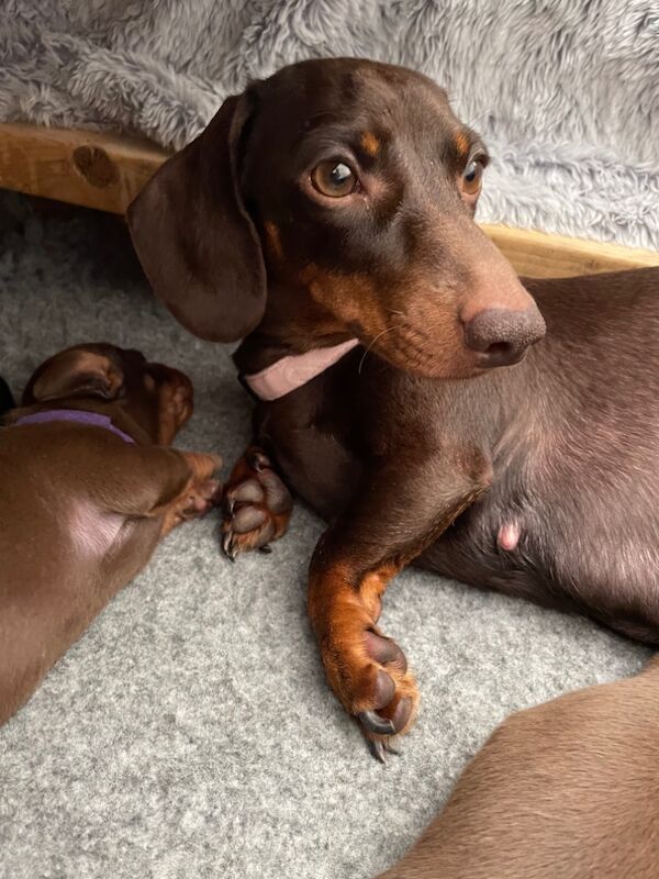 Dachshund puppies for sale in Preston, Lancashire – KC registered, 10 months old - Image 4 of 7