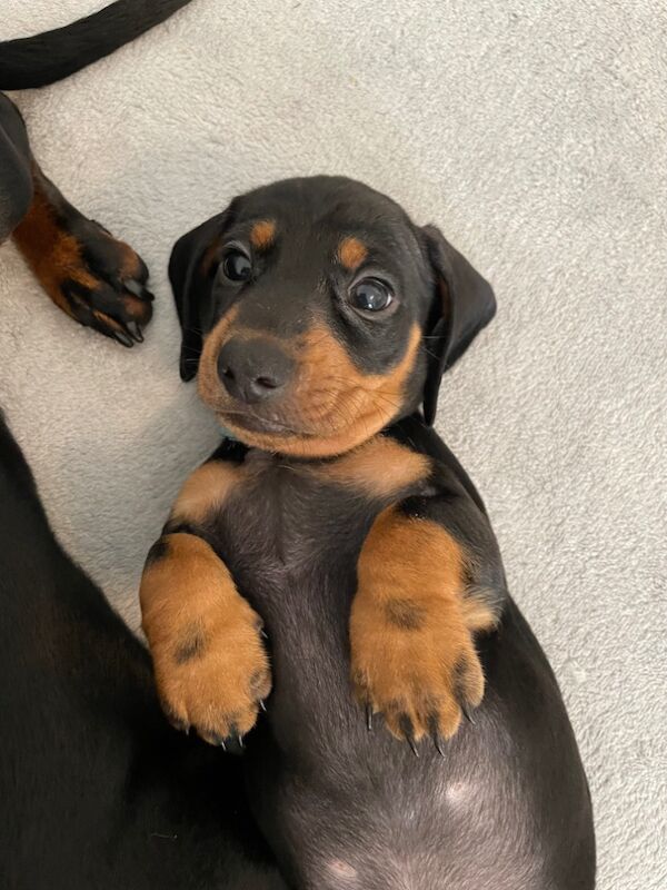 Dachshund puppies for sale in Preston, Lancashire – KC registered, 10 months old - Image 5 of 7